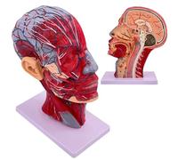 Modèle de crâne, système neurovasculaire Humain - Crâne Humain avec système neurovasculaire Musculaire - pour l'enseignement de l'anatomie Biologique