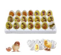 Modèle de Croissance d'embryon de Poulet, Coffret Professionnel d'exploration du Cycle de Vie du Poulet avec 21 œufs en Plastique, modèle d'enseignement Biologique du processus d'éclosion