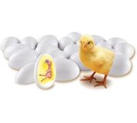 Modèle de croissance d'embryon de poulet, ensemble d'exploration du cycle de vie, simulation de 21 œufs en plastique, processus complet de développement d'embryon, for l'enseignement des