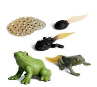 Modèle de croissance des grenouilles - Figurines du cycle de vie des grenouilles | Figure du modèle biologique du cycle de vie animal, modèle de figure du cycle de croissance de la vie animale
