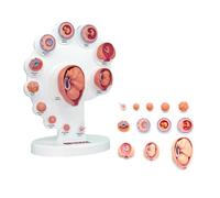 Modèle de croissance fœtale - Représentation anatomique 4D du développement du fœtus et des organes à des fins pédagogiques et éducatives