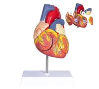 Modèle de cœur anatomique, cœur humain élargi 2 fois pour la salle de e sciences et l'étude de cardiologie, appendice auriculaire droit/gauche, représentation anatomique détaillée
