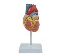 Modèle de cœur Anatomique, modèle de cœur Humain, Taille Naturelle, Anatomie, utilisé pour enseigner, Apprendre et Afficher, modèle médical de cœur inodore