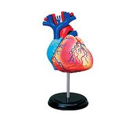 Modèle de cœur anatomique pour étude médicale