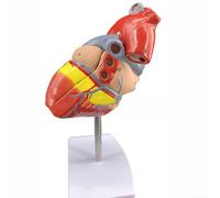 Modèle de cœur conçu pour une utilisation éducative montrant les structures cardiaques internes y compris l'oreillette, le ventricule, les valves, le sinus coronaire et les principales branches