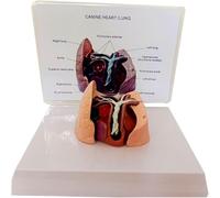 Modèle de cœur et de poumon canin, modèle de ver du cœur canin avec base, aide pédagogique anatomique pathologique du cœur animal, for l'enseignement des études scientifiques vétérinaires