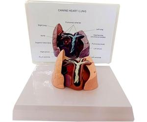 Modèle de cœur et de poumon canin, modèle de ver du cœur canin avec base, aide pédagogique anatomique pathologique du cœur animal, for l'enseignement des études scientifiques vétérinaires