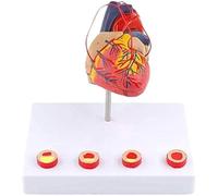 Modèle de cœur Grandeur Nature - Modèle de Recherche - Modèle Anatomique d'organe - Modèle Anatomique de cœur - Modèle Anatomique Humain basé sur Le cœur Modèle de cœur Modèle d'anatomie Humaine