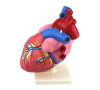 Modèle de cœur Humain 1: 3, modèle de cœur anatomiquement précis Anatomie du Squelette Humain, étude de modèle 3D sur Le