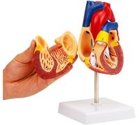 Modèle de cœur Humain Anatomie Modèle de cœur Grandeur Nature Anatomie 59 Structures anatomiquement correctes avec Base et Guide détaillé for l'enseignement des Sciences Modèle d'affichage