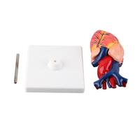 Modèle de cœur humain anatomique de grandeur nature Ventricules détaillés Velles Atrium Veines Aorta Tool Teaching Tool for High School Medical Students Resin Material