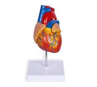 Modèle de cœur Humain en 2 Parties, modèle Anatomique Cardiaque Grandeur Nature, 48 Structures anatomiques numérotées précises avec numéro for Les Cours et Les études de cardiologie