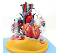 Modèle De Cœur Humain for L'éducation En Anatomie - 2/3 Taille Naturelle | Modèle de cœur détaillé avec marquages numériques for un enseignement efficace.