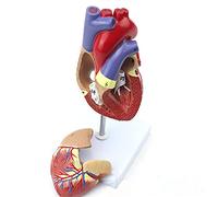 Modèle De Cœur Humain Grandeur Nature 1:1, Modèle D'enseignement De L'anatomie Cardiaque De Cardiologie Circulatoire avec des Chiffres Précis pour Les Outils Éducatifs D'anatomie du Médecin