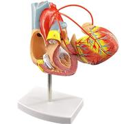 Modèle de cœur humain - Modèle d'entraînement de contournement grandeur nature pour étude d'anatomie et démonstration en laboratoire