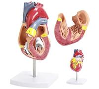 Modèle de cœur humain pour l'anatomie, modèle cardiaque anatomique grandeur nature 1:1 Démontable en 2 parties avec 34 marqueurs anatomiques & support en PVC stable, pour l'enseignement scolaire et
