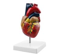 Modèle de cœur humain pour l'anatomie : Modèles de cœur grandeur nature WANDGU en 2 parties avec modèle de cœur humain anatomique et grandeur nature, réplique 1:1 d'un modèle de cœur grandeur nature
