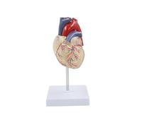Modèle de cœur humain transparent avec socle, taille réelle, détachable et anatomiquement précis ; outil pédagogique pour les cours et l’étude de la cardiologie, destiné aux étudiants en