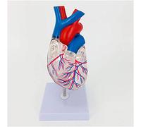 Modèle de cœur Humain Transparent - Modèle éducatif Modèle d'anatomie du cœur - Modèle de cœur Humain Grandeur Nature Mo