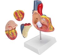 Modèle de cœur,Modèle d'enseignement du cœur,Modèle de cœur humain,Modèle d'organe cardiaque,Modèle de cœur de simulation,Modèle d'enseignement du cœur humain