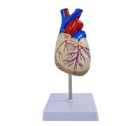 Modèle de cœur transparent grandeur nature à l'échelle 1:1, illustrant clairement la structure cardiaque. Modèle anatomique du cœur humain détachable, taille réelle, fixation magnétique, en PVC