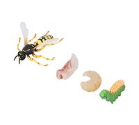 Modèle de Cycle de Croissance de Guêpe et Abeille, Figures éducatives,