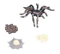 Modèle de Cycle de Croissance des Insectes - Chiffres Réalistes du Cycle de Vie des Araignées pour Aide Pédagogique, Bords Arrondis Sûrs pour Les Enfants de Plus de 3 Ans, Plastique de Haute