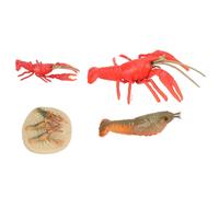 Modèle de cycle de croissance,Modèle de cycle de croissance du homard,Figures de cycle de vie,Figures de cycle de vie de l'écrevisse