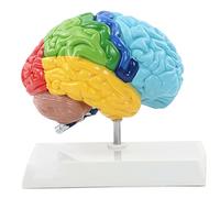 Modèle de Demi-Cerveau 1: 1 Anatomie de la Zone Fonctionnelle de l'hémisphère Droit Modèle de Cerveau Humain Réplique d