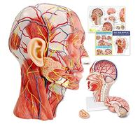 Modèle De Demi-Tête Humaine, Cerveau Démontable, Taille Réelle 1:1