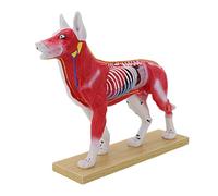 Modèle de démonstration d'Acupoint pour animaux de compagnie avec points méridiens marqués Modèle anatomique d'Acupoint pour l'éducation et la pratique de l'aiguilletage des animaux