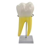 Modèle de démonstration d'anatomie des dents humaines précis, idéal pour l'enseignement et l'apprentissage des étudiants, affichage de l'anatomie des dents