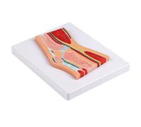 Modèle de démonstration de l'articulation anatomique professionnelle de la rotule avec des ligaments musculaires pour la communication du patient et l'entraînement clinique