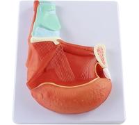 Modèle de démonstration du Muscle de la Langue orale Humaine Modèle d'anatomie d'organe Muscle de la Langue Muscle de la Langue en PVC Anatomique for l'enseignement médical et la Communication