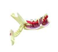 Modèle de démonstration mandibulaire avec structure gingivale inférieure mobile et mâchoire Aide pédagogique pour l'entraînement clinique Modèle précis d'anatomie verbale