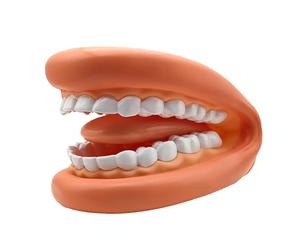 Modèle de dent - Bouche portable douce éducative | Modèle portable de fausses dents, pour des démonstrations réalistes, pour, aide pédagogique