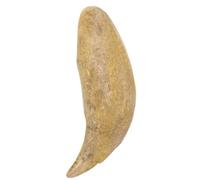 Modèle de Dent D'animal Ours en Résine Beige Style Vintage | Sculpture Fossile à Texture Dentelée, Objet Décoratif pour Musée et Laboratoire Scolaire