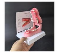 Modèle de dent de Chien Malade, Affiche des Dents saines et endommagées, for l'étude de l'anatomie buccale Animale, for l'enseignement vétérinaire, démonstration de Clinique for Animaux de Compagnie
