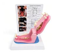 Modèle de dent de Chien Malade, Mode Anatomique de dent de Chien | Squelette d'animal présentant une inflammation gingivale for l'enseignement vétérinaire