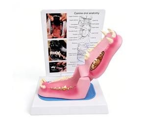 Modèle de dent de Chien Malade, Mode Anatomique de dent de Chien | Squelette d'animal présentant une inflammation gingivale for l'enseignement vétérinaire
