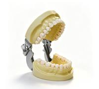 Modèle de dentier typodont avec 32 dents amovibles compatibles, modèle pédagogique pour les étudiants en hygiène dentaire, adapté à l'enseignement, à la pratique et à l'étude.