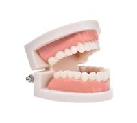 Modèle de dentition PVC rigide pour apprentissage brossage et structure | Support pédagogique avec charnière mobile pour visualiser l'anatomie dentaire et guider le nettoyage des dents chez l'enfant