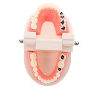 Modèle de Dents Amovibles en ABS pour Formation Dentaire Pratique | Visualisation Anatomique, Démonstration Claire, Préparation D’examen, pour Éducateurs et Professionnels Dentaires