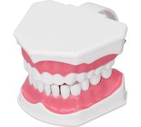 Modèle de dents Brossage des dents Pratique de l'enseignement dentaire Outil d'étude avec kit de brosses