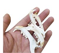 Modèle de Dents de Chat, modèle d'étude, Dents d'animaux, modèle de spécimen de mâchoire de Chat, modèle éducatif, modèle de spécimen de mâchoire de Chat, modèle de spécimen d
