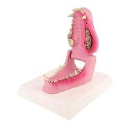 Modèle de dents de chien, chien canin canine anatomie modèle canin animal vétérinaire squelette squelette enseignement vétérinaire PVC 12x7.5x5.5cm / 4.72x2.95x2.17in