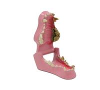 Modèle de dents de chien, modèle d'anatomie des canines de chien, squelette d'animal vétérinaire canin, enseignement vétérinaire en PVC