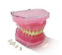 Modèle de dents de démonstration dentaire, modèle d'étude et d'enseignement dentaire standard avec toutes les dents amovibles, en gel de silice, dents souples et flexibles, typodontes