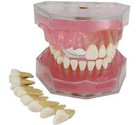 Modèle de dents de démonstration dentaire standard, 28 modèles de dents amovibles à bouche complète, gencives souples, pour l'éducation étudiant les outils d'explication pour communiquer avec les pati
