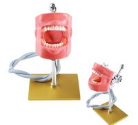 Modèle de dents de démonstration dentaire - Tête fantôme de mannequin de simulateur dentaire - Étude standard Enseignement du mode dentaire - 28 dents amovibles